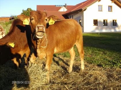 Zwei schöne Zwerg Zebukälber abzugeben