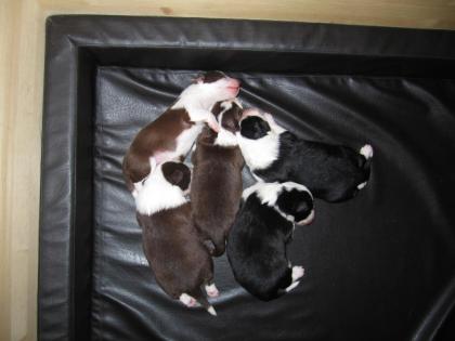 Border Collie Welpen VDH/FCI