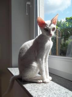 Kitten Levkoy