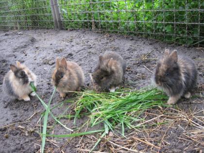 11 süsse Löwenköpfchen abzugeben