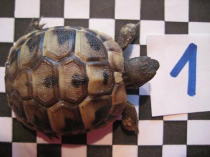 Griechische landschildkrötenbabies mit papieren