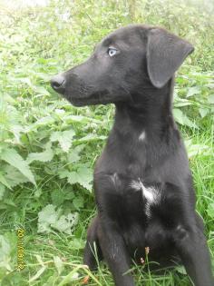 Schöne Teutonenhundwelpen