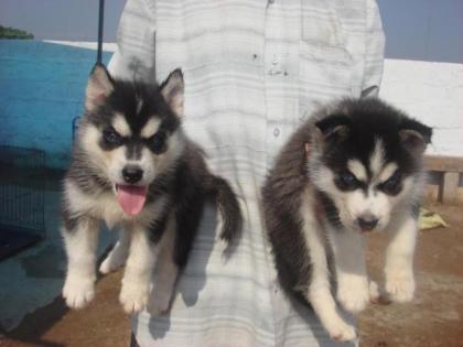 Siberian husky welpen