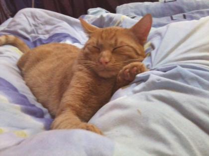 Roter Kater vermisst