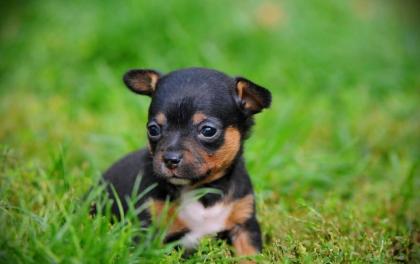 Chihuahua Welpen suchen liebevolles Platzerl