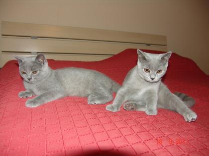 BKH-Blau-Kater