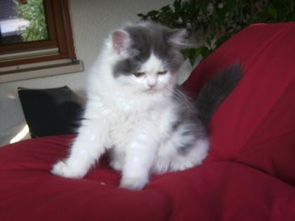 Verkaufe Selkirk Rex - Highlander Glatthaar