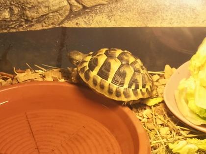 Schildi sucht neues zuhause