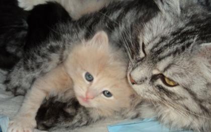 Sibirientaigas-15 Jahre Sibirische Katzen