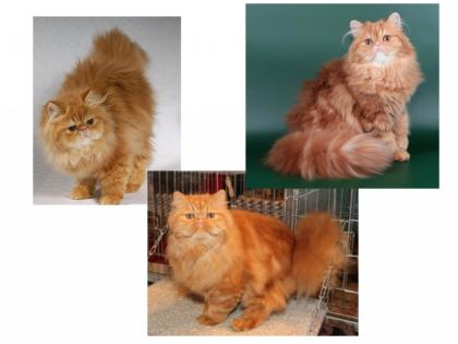 Perserkitten red classic tabby