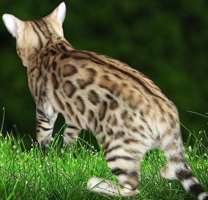 Bengalkatzen, Bengalkatze
