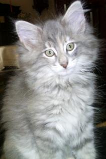 Norwegische Waldkatzenkitten zu verkaufen
