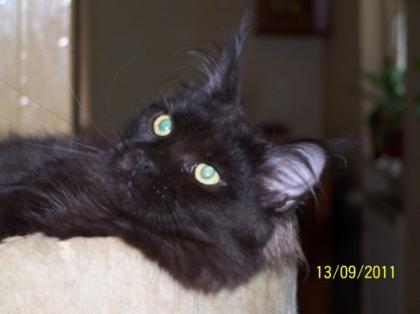 2 typvolle schwarze Maine Coon Teenie girls in XXL