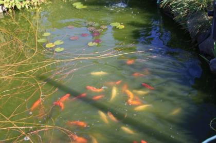 Große Goldfische für den Gartenteich