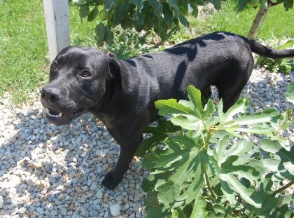 Wunderschöner Labrador- Old english Bulldogge Mix Rüde