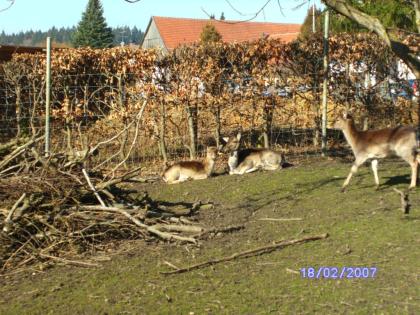 Damwild extrem billig abzugeben