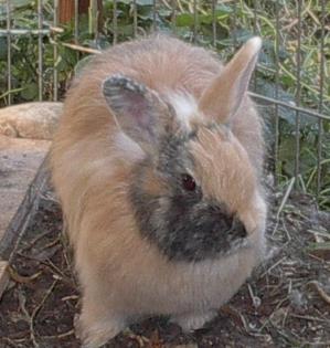 2 Jamorra Kaninchen abzugeben