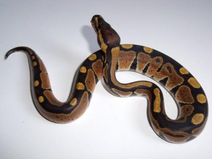 Testudo, Podocnemis, Chelydra, burmesepython, ballpython, caimans for sale.