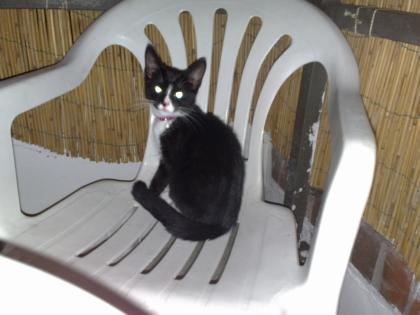 Schwarz-Weiße Katze 3 Monate alt abzugeben