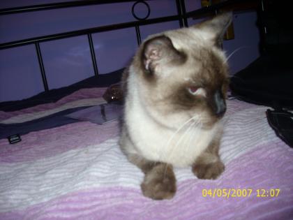 Suche Spenden für Katzen OP