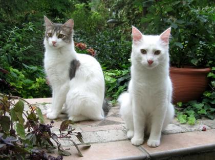 Biete 2 schmusige Türkisch Angora Kater
