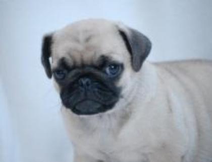Mops welpen zu verkaufen