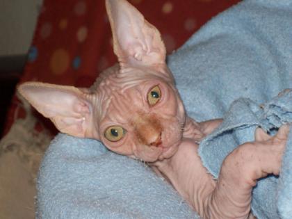 Süßes Sphynx Katerchen Kanadier