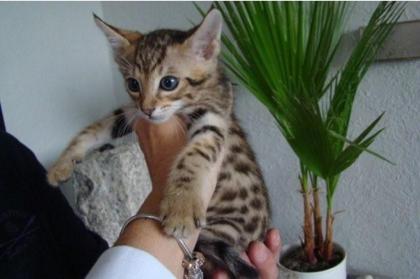 Wunderschöne Bengal-Kitten