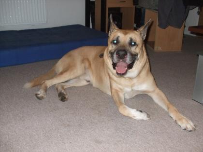 MAGNUM SUCHT EIN NEUES ZUHAUSE
