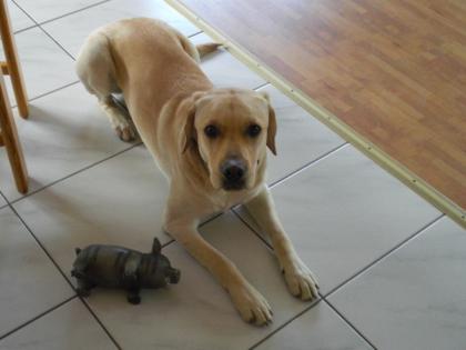Labrador Rüde, kastriert und geimpft