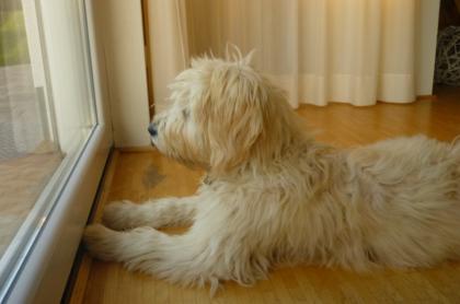 Goldendoodlewelpen