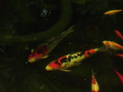 2 wunderschöne und gesunde Koi s