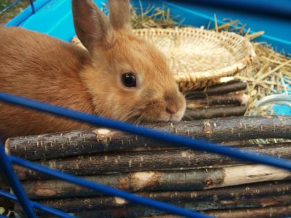 10-20Euro süßes Zwergkaninchen zu verkaufen