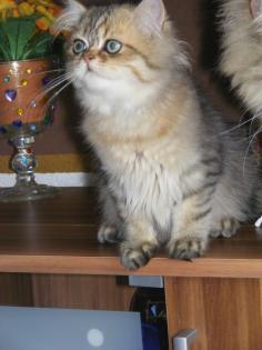 Goldschatz sucht Dich