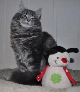 Norwegische Waldkatze - zauberhafte Kätzchen mit Pap.