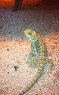 Männl. Bartagame, 2J. , Farbzucht Citrus Hypo