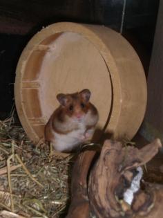 Hamsterdame Peggy sucht neues zu Hause