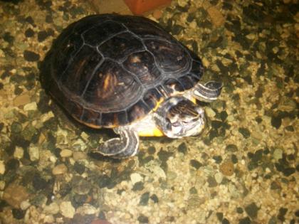DRINGEND Gelbwangenschmuck-Schildkröte zu verkaufen