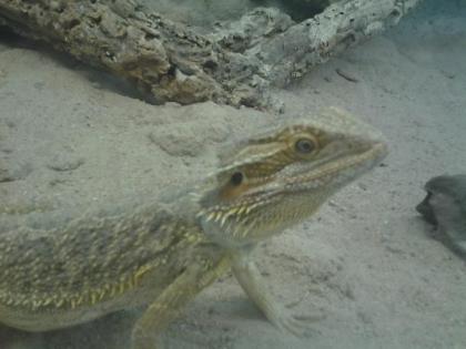 Citrus farbbartagame bartagame bock
