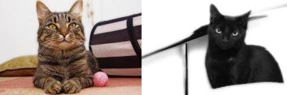 Kater Tigger und Katze Shila zu verschenken, inklusive eine Menge Zubehör