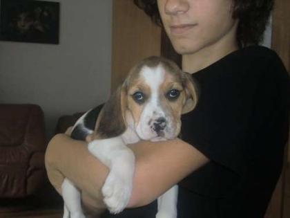 Beagle Welpen