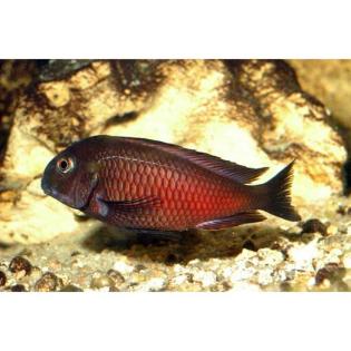 Tropheus Moliro WFNZ