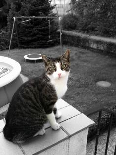 Kater vermisst
