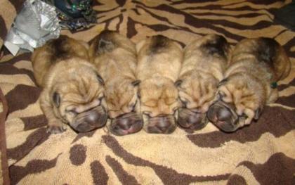 Shar Pei wundersuesse Welpen zu verkaufen