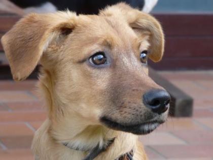 Buddy - Welpe geboren 06/2011 - ein ganz besonderer Welpe