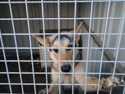 Rex sucht und sucht und sucht