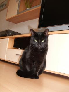 Sehr lieb und süße Katze