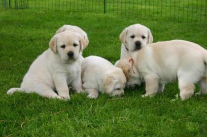 Süße blonde gelbe Labrador Welpen m. Papieren