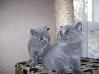 BKH/Kartäuser Kitten in liebevolle Hände abzugeben