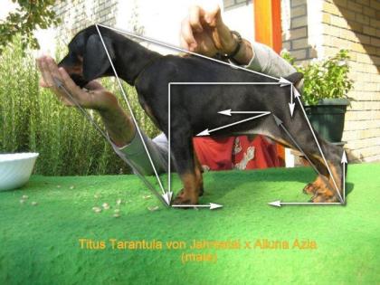 Dobermann Welpen, tolle Blutlinie